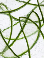 Phaios anti-age eye patches
